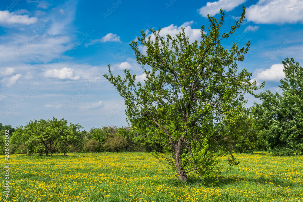 Tree on the field of yellow dandelion - beautiful spring idyllic landscape