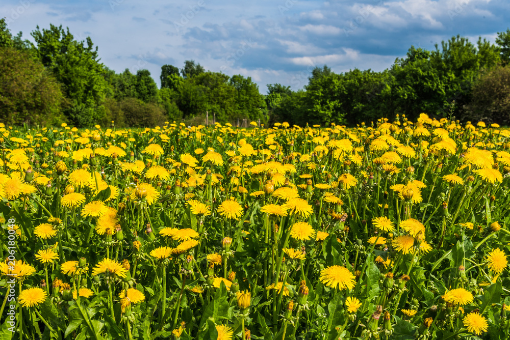 Field of yellow dandelions, trees and sky with clouds in the background - beautiful spring landscape