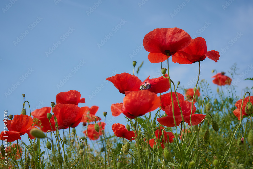Obraz premium Red poppy flowers. Poppy flowers and blue sky in a field with bees and bumblebees