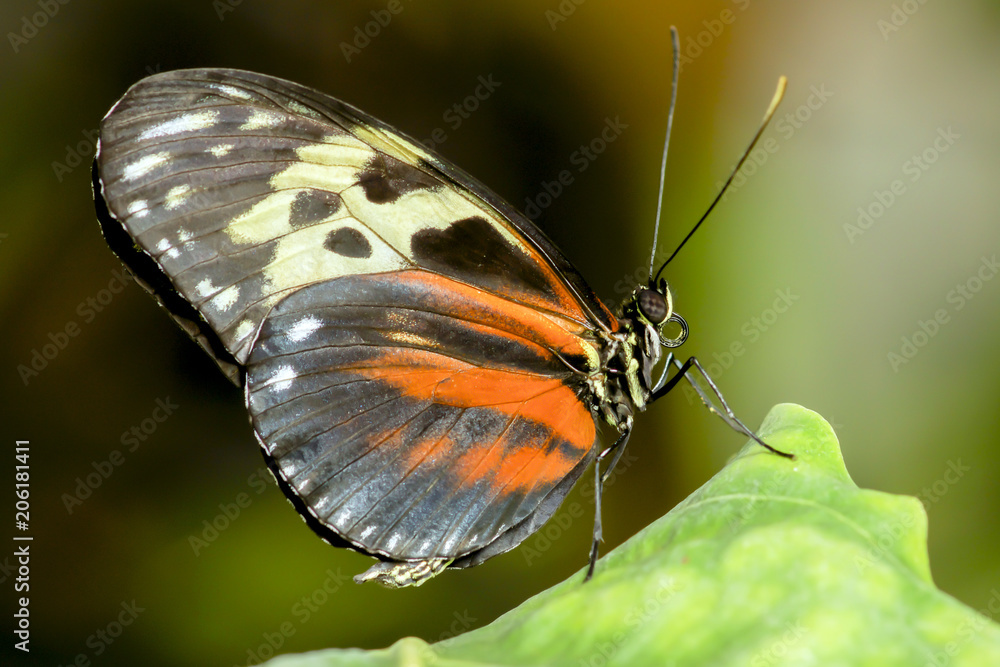 Obraz premium Closeup of a Piano Key butterfly ,heliconius melpomene , perching a green leaf. 