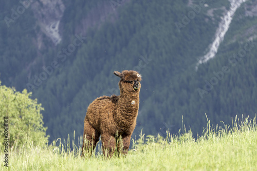 Cuadro en lienzo Alpaca (Vicugna pacos) on a green meadow on a background of mountains