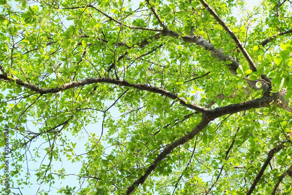 Fototapeta premium forest tree. nature green wood sunlight backgrounds.