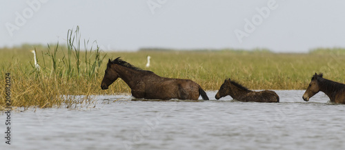 Fototapeta Naklejka Na Ścianę i Meble -  Cheval sauvage, Parc national des oiseaux du Djoudj, Sénégal
