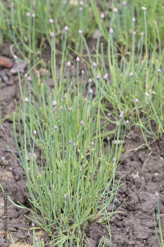 Flower blooms of chives and green leaves. Flower blooms of chives and green leaves.