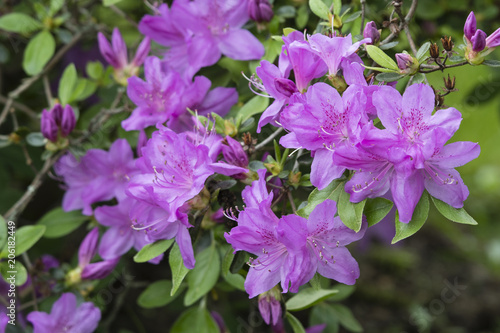 Fototapeta Naklejka Na Ścianę i Meble -  Purple azalea flowers on bushes.