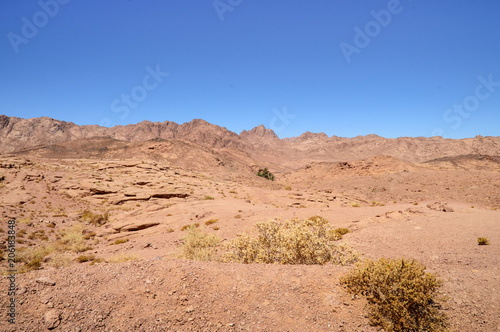 mountain-desert landscape  mountains of red sandstone  plain covered with rare desert vegetation  in the background an oasis with several palm trees  against the background of a cloudless blue sky  So