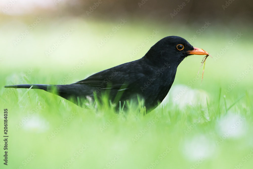 Blackbird, Turdus merula