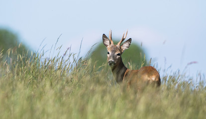 Fotobehang Ree Europese ree in groene natuur  © Maciej Olszewski