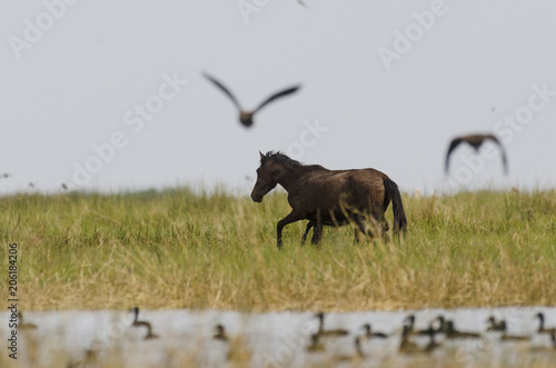 Fototapeta Naklejka Na Ścianę i Meble -  Cheval sauvage, Parc national des oiseaux du Djoudj, Sénégal