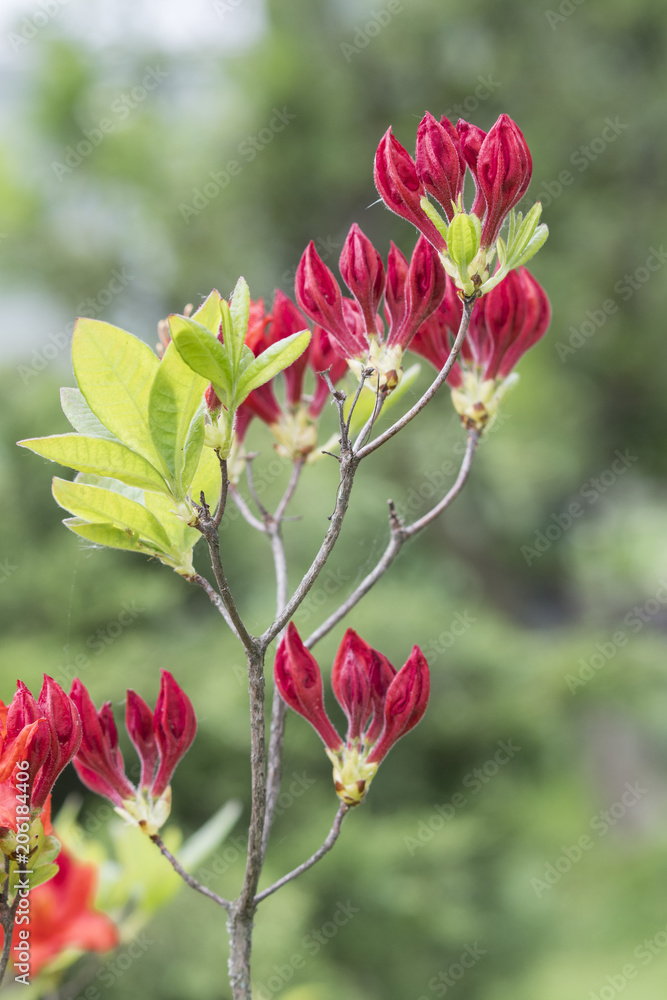 Red bush azaleas on bushes.
