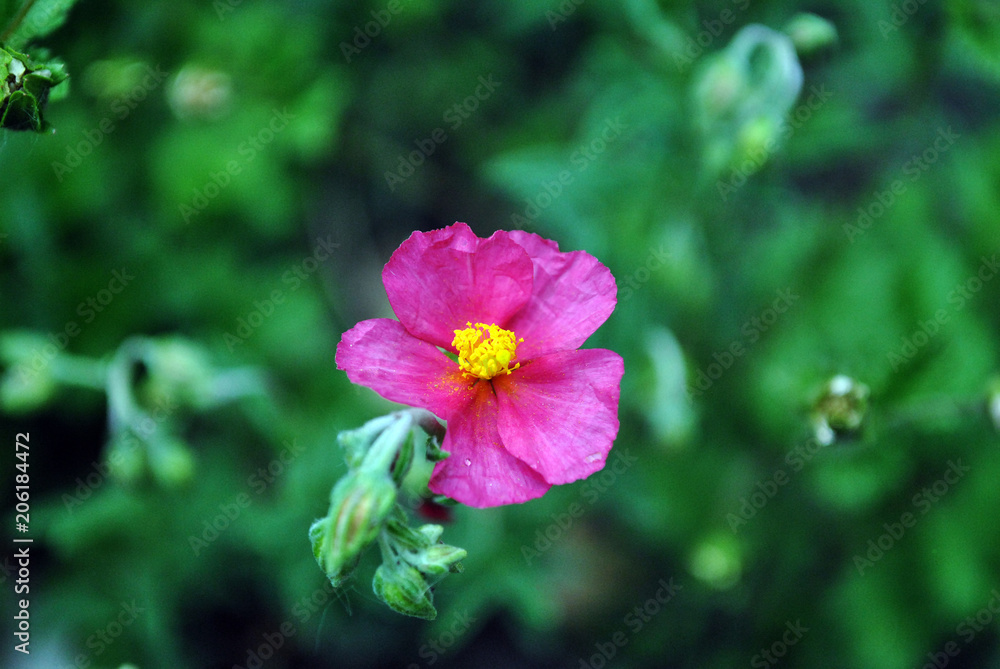 Red small flower and new green leaves horizontal organic background texture, close up detail Red small flower and new green leaves horizontal organic background texture, close up detail