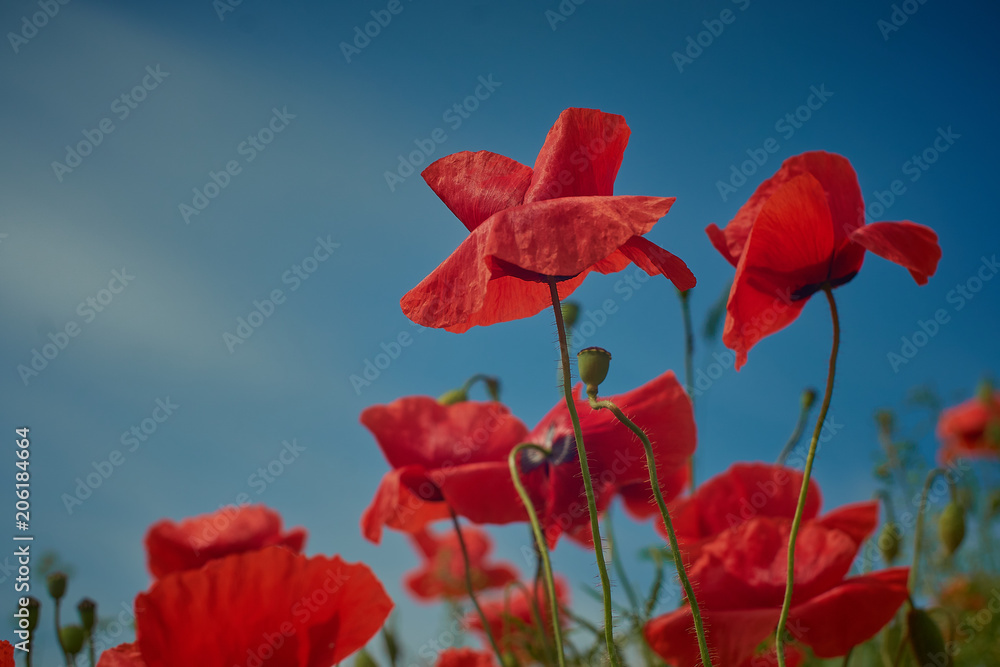 Obraz premium Red poppy flowers. Poppy flowers and blue sky in a field with bees and bumblebees