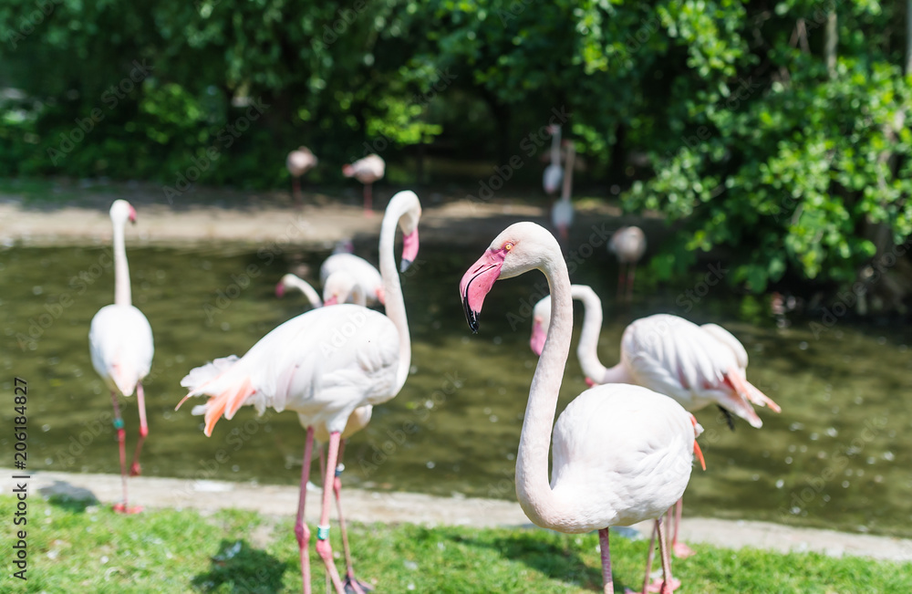 Pink flamingo. Flock of flamingos in Zoo Park. Spring time and blossom