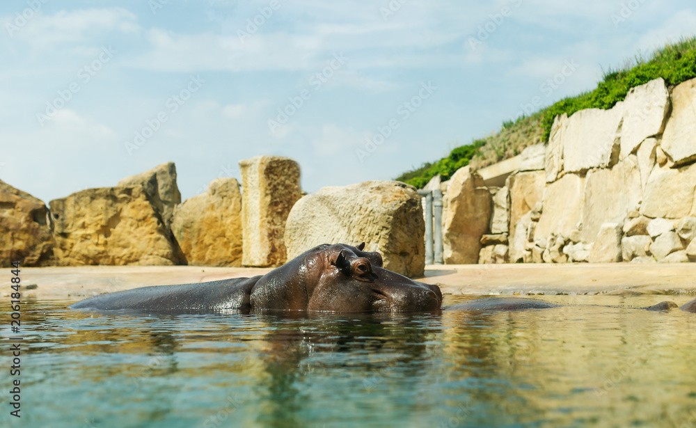 Fototapeta premium Hippopotamus in the water looking over the surface.