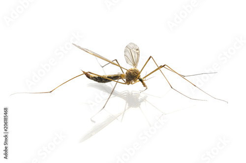 mosquito macro isolated on white © vitaly tiagunov