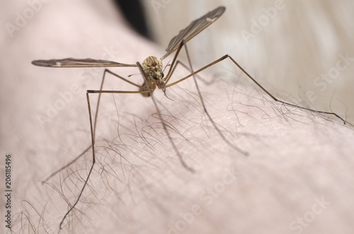 mosquito macro isolated on skin