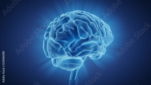 Human Brain Rotation