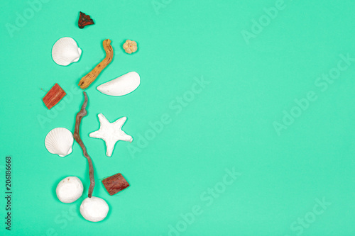 Tropical Background. Seashell on colourful trendy modern fashion background.