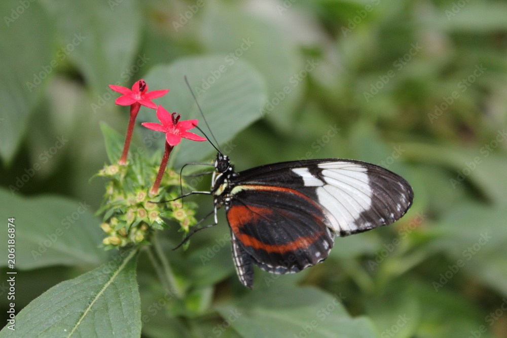 Fototapeta premium Schwarz weißer Schmetterling sitzt auf Blüte