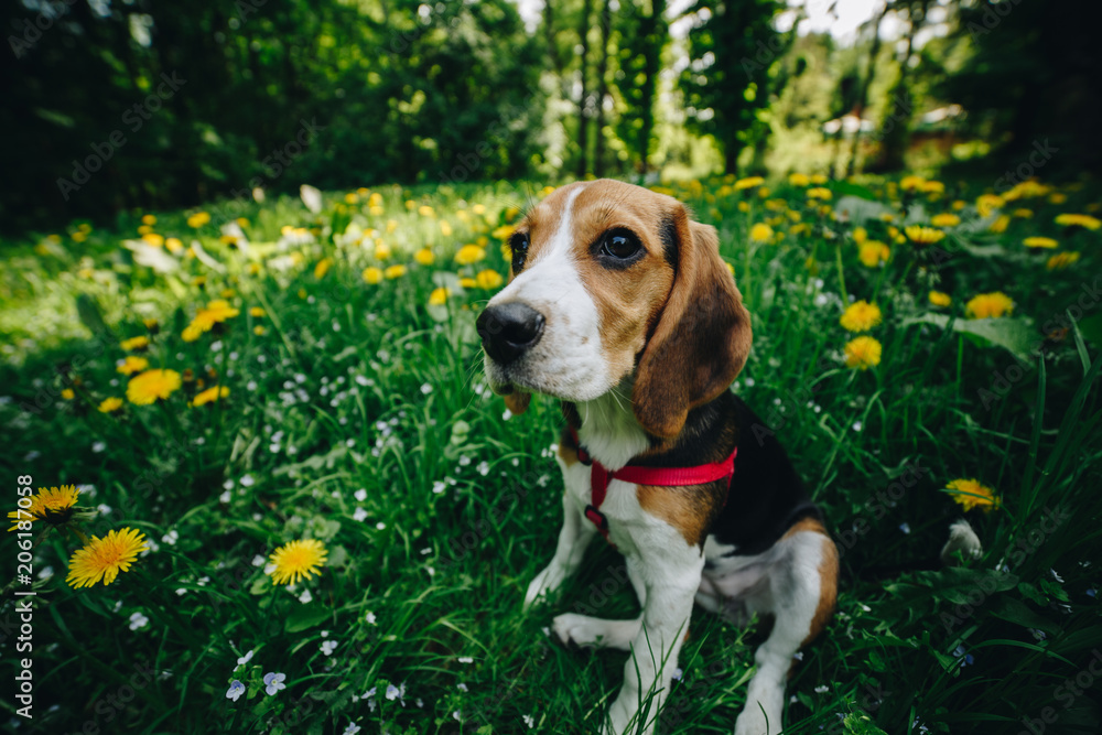 Pretty little beagle dog on the green grass in the park. Close up cute beagle puppy in the green grass with yellow flowers. Close up
