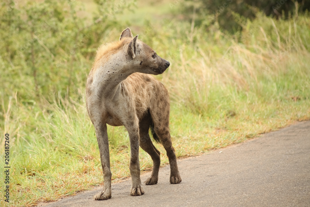 Fototapeta premium African Spotted Hyena on a South African Safari