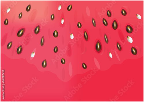 Realistic vector water melon illustration. Fresh raw watermelon background.