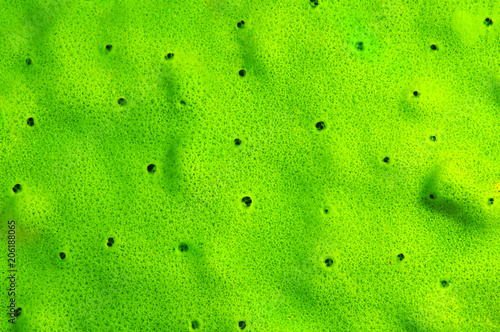 Green texture of young Baikalian sponge - Demosponge (Lubomirskia baicalensis) photo