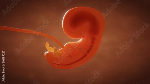Human embryo fetus growth