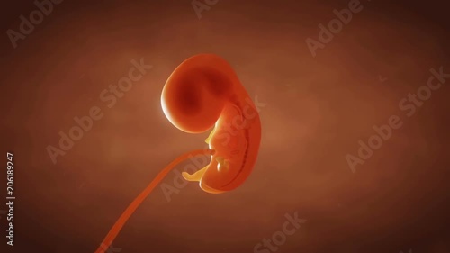 Human embryo fetus growth