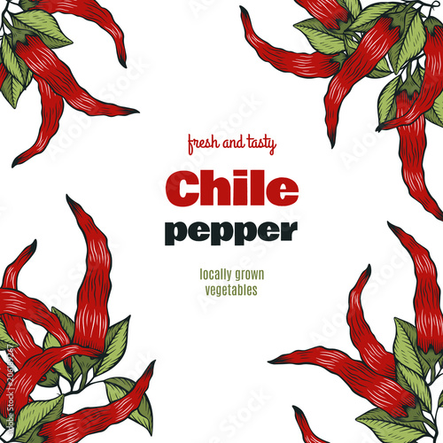 Chile pepper vector label.Farm market product. Great for menu, label, icon.Organic eco vegetable food