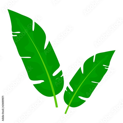 Green leaves of banana palm tree isolated on white background. Tropical theme. Image of decorative tropical foliage. Tropical exotic leaf. Vector illustration