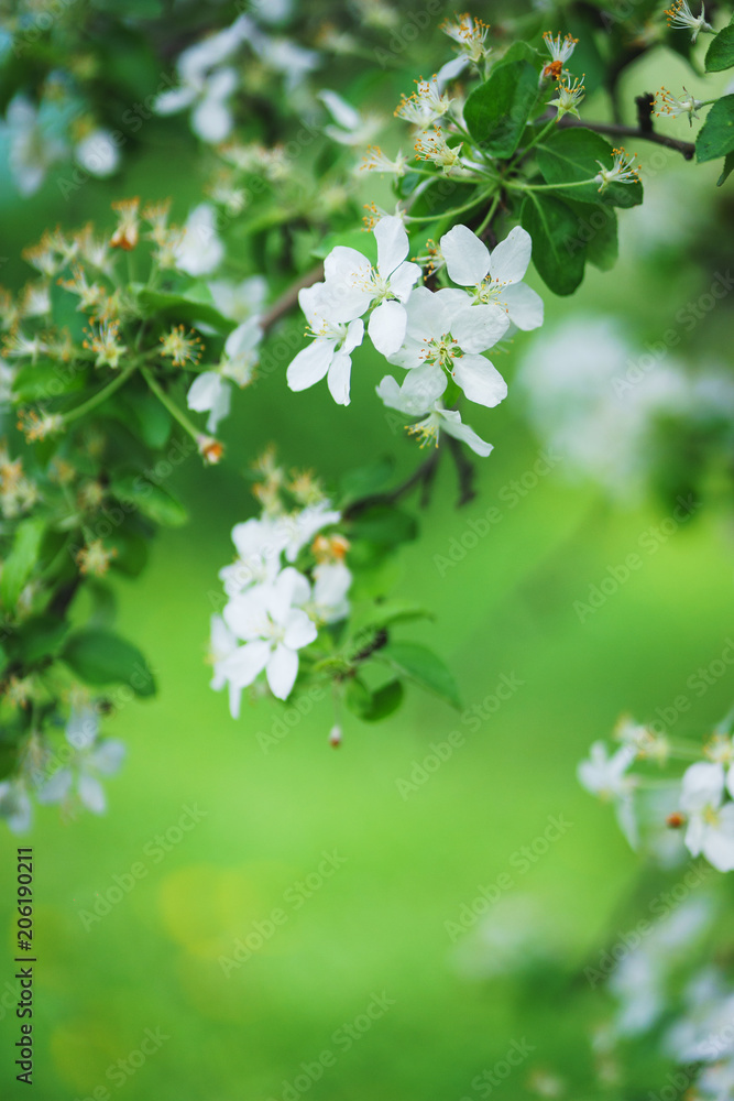 Beautiful blossoming flowers of apple trees in the park.