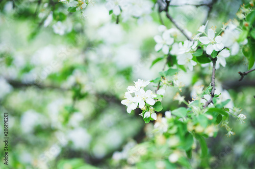 Beautiful blossoming flowers of apple trees in the park. © Evgenii Starkov