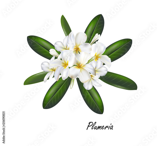 Plumeria flower ,vector illustration