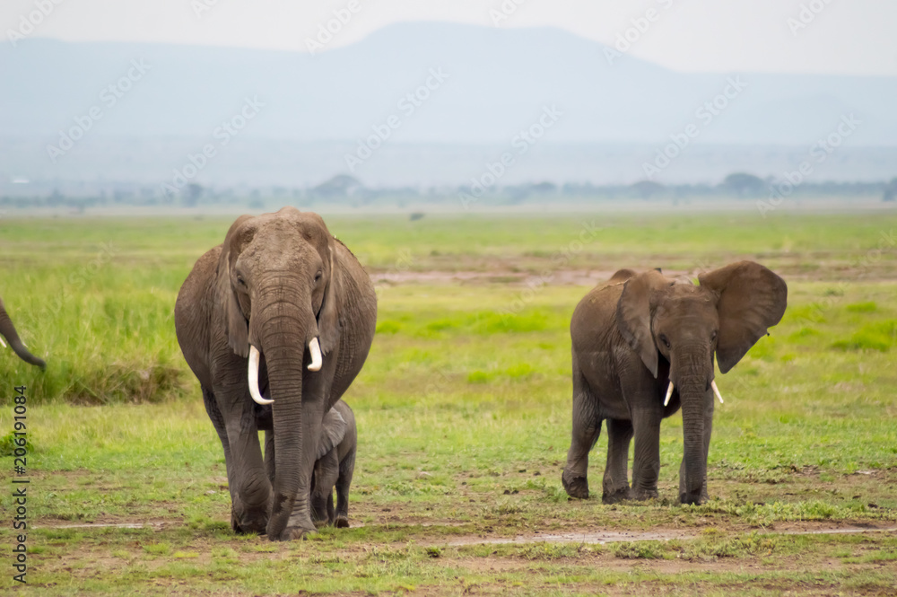 Elephant family in the savannah countryside of Amboseliau Elephant family in the savannah countryside of Amboseliau