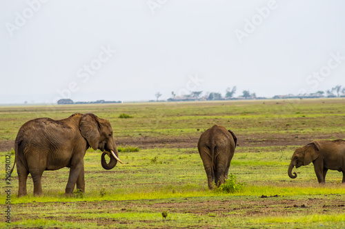 Elephant family in the savannah countryside of Amboseli