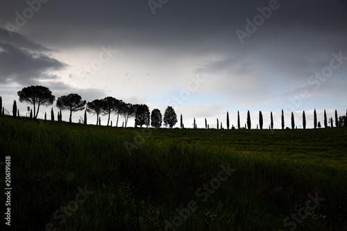 row of cypress trees at sunset - iconic tuscan landscape