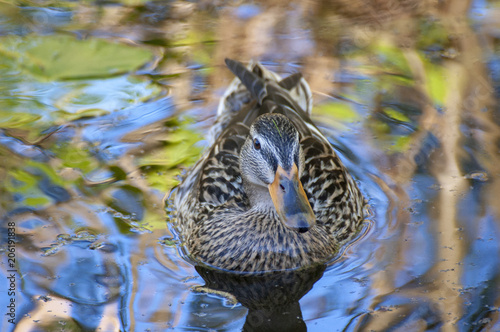 Brown female duck in a colorful ditch. © Karin Reine