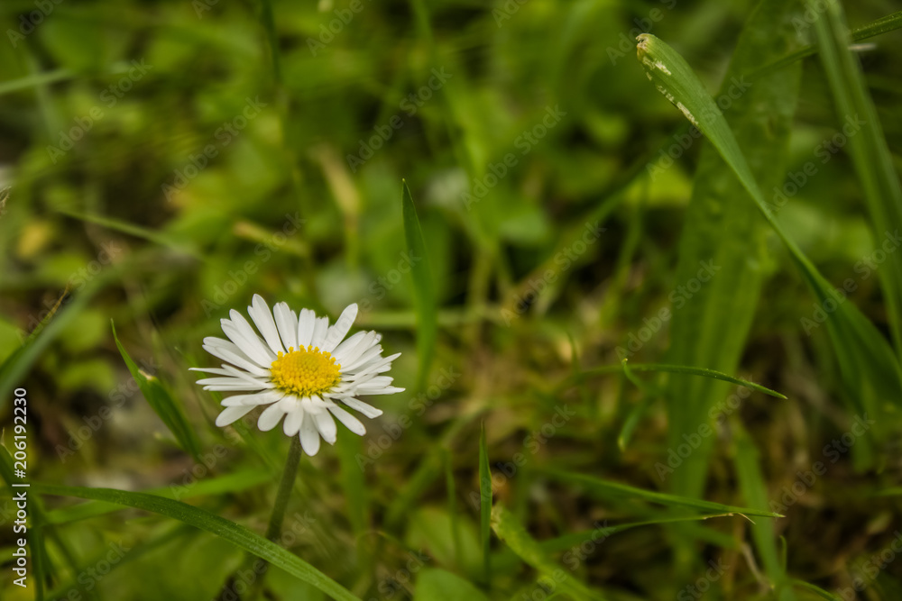 one chamomile in green grass environment one chamomile in green grass environment