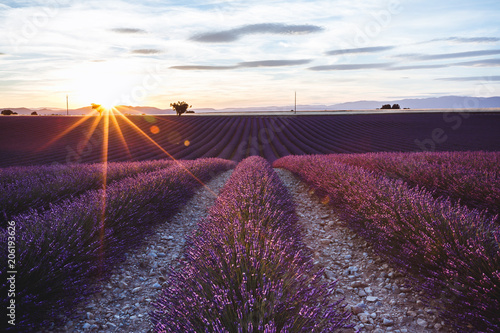 Champs de Lavande, Plateau de Valensole, Provence, France photo