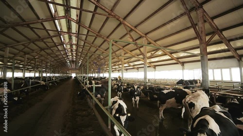 large cows stand in wooden corrals at modern farm photo