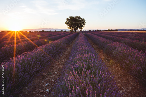 Champs de Lavande, Plateau de Valensole, Provence, France