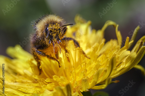  Bumblebee collects pollen from the yellow flower. Macro   Bumblebee in pollen.