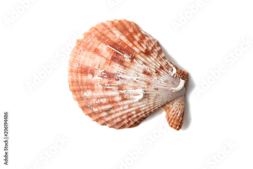 Seashell isolated on  white © olegkruglyak3
