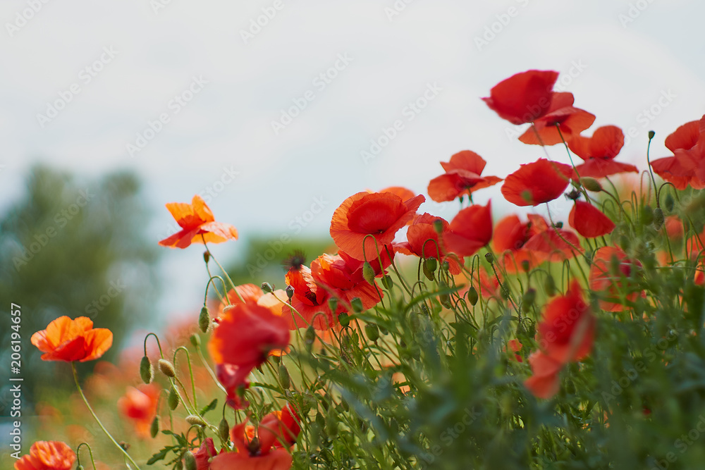 Obraz premium Red poppy flowers. Poppy flowers and blue sky in a field with bees and bumblebees