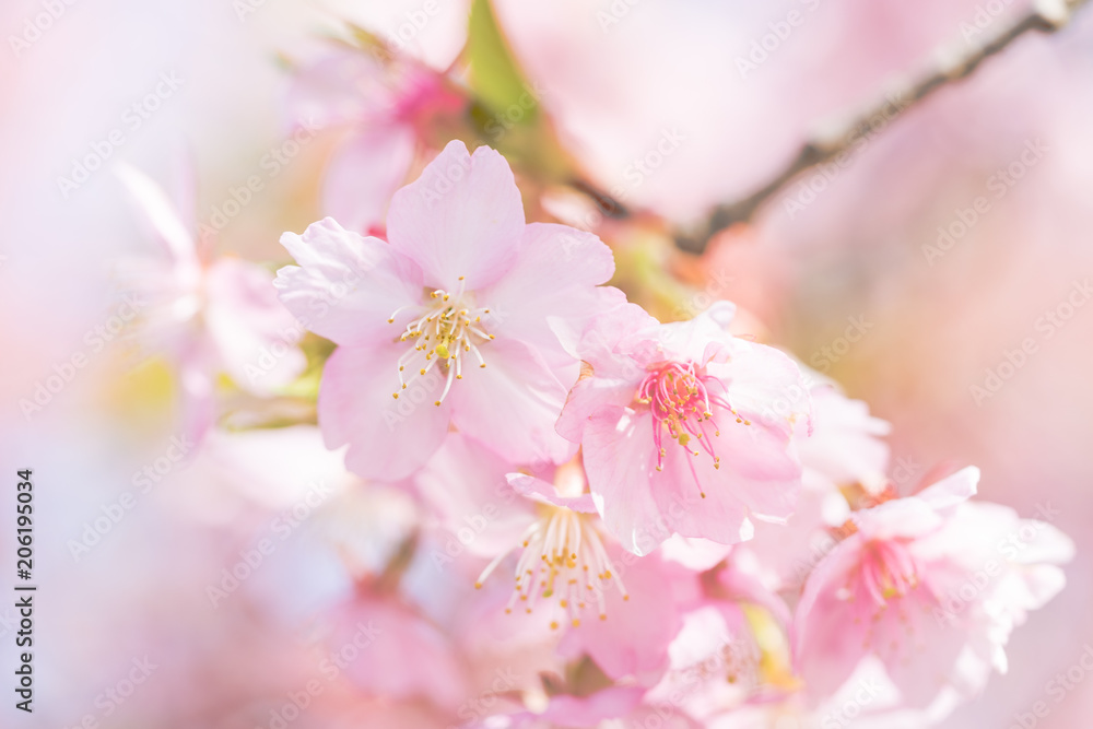 河津桜の花