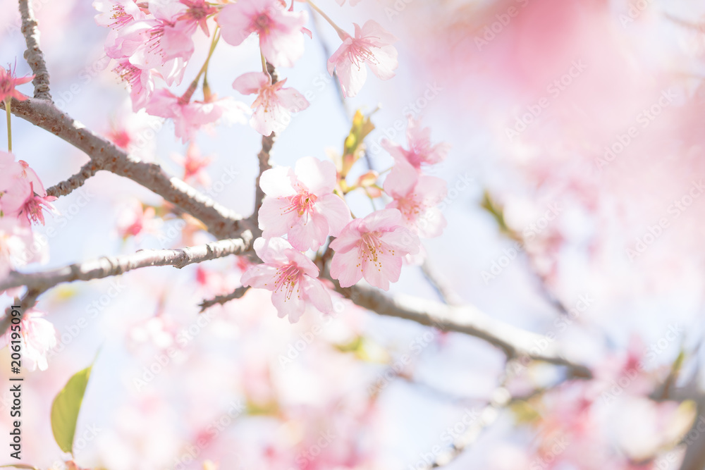 河津桜の花 河津桜の花