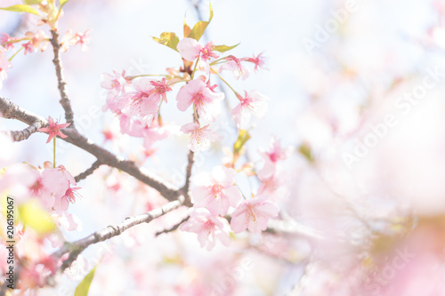 河津桜の花 © T-Kai