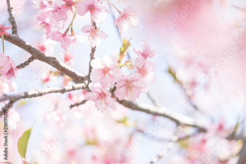 河津桜の花