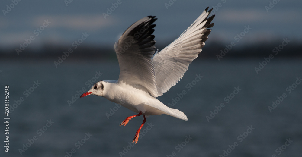 Fototapeta premium Möwe